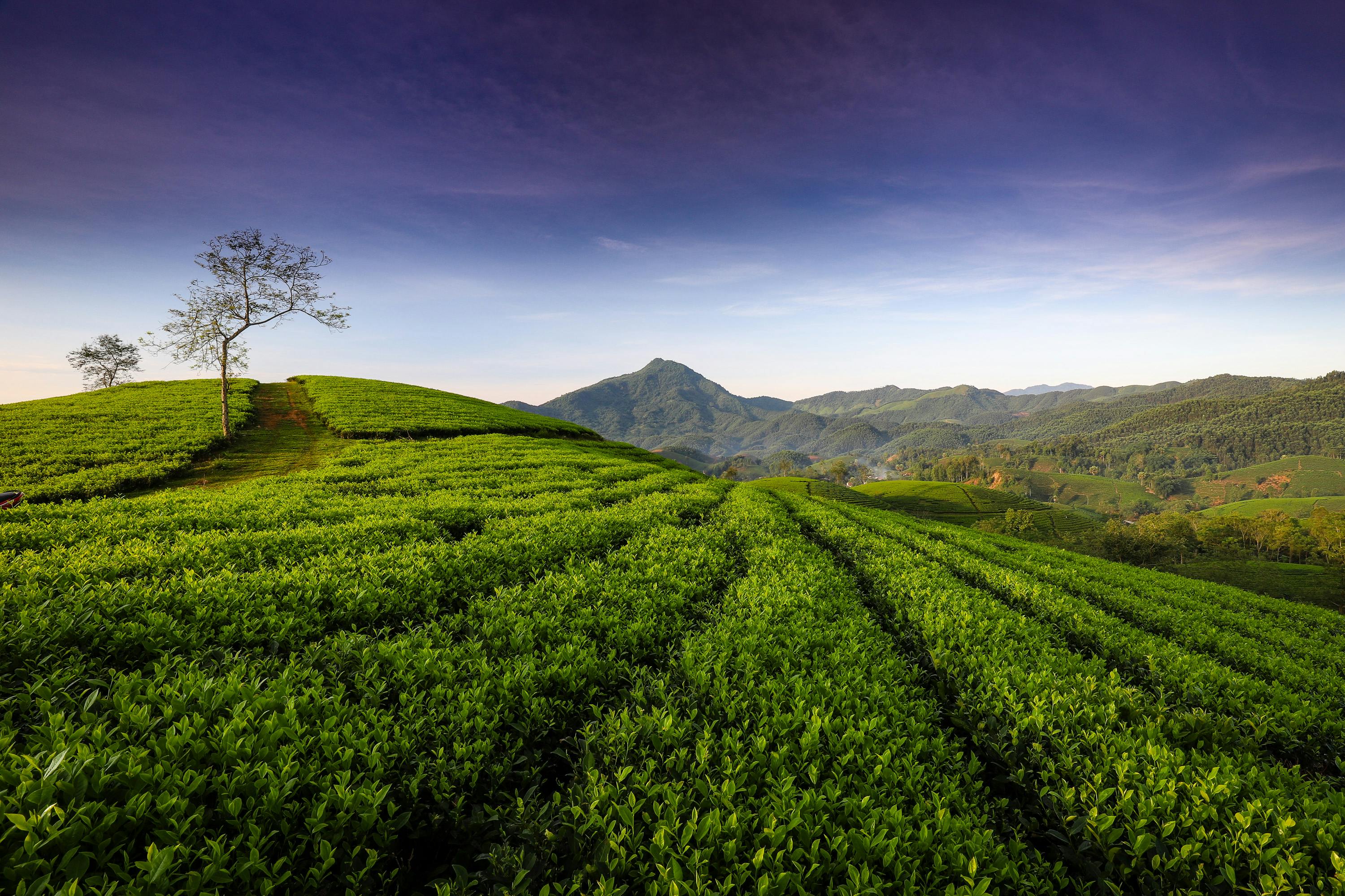 Set Thập Đại Danh Trà